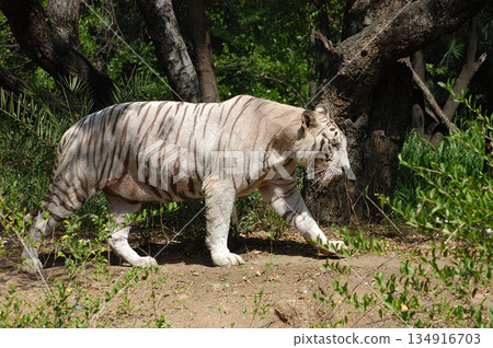 White Tiger Walking Gracefully in Zoo White Tiger Walking Gracefully in Zoo 134916703