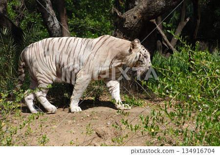 White Tiger Walking Gracefully in Zoo White Tiger Walking Gracefully in Zoo 134916704