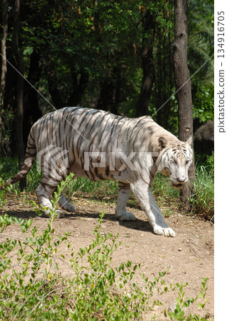 White Tiger Walking Gracefully in Zoo White Tiger Walking Gracefully in Zoo 134916705