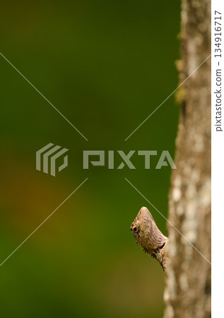 Forest garden lizard. 134916717