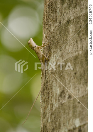Forest garden lizard. 134916746
