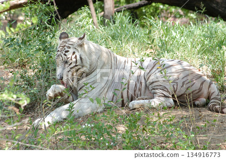 White Tiger Relaxing Peacefully in Zoo 134916773