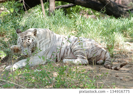 White Tiger Relaxing Peacefully in Zoo 134916775
