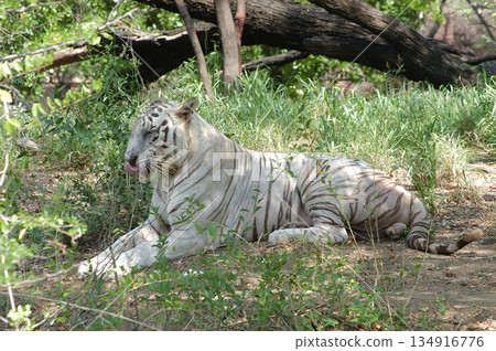 White Tiger Relaxing Peacefully in Zoo 134916776