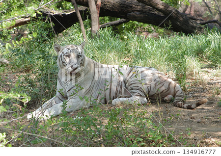 White Tiger Relaxing Peacefully in Zoo White Tiger Relaxing Peacefully in Zoo 134916777