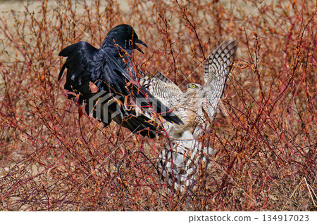 Young Goshawk vs. Carrion Crow Young Goshawk vs. Carrion Crow 134917023