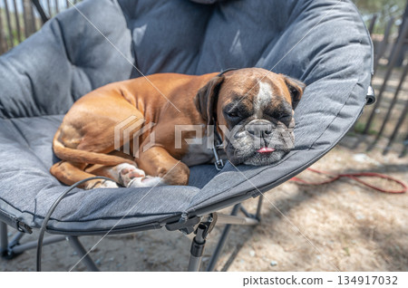 funny face 3 year old purebred golden puppy german boxer dog closeup sleeping at the camping couch in Corse france 134917032
