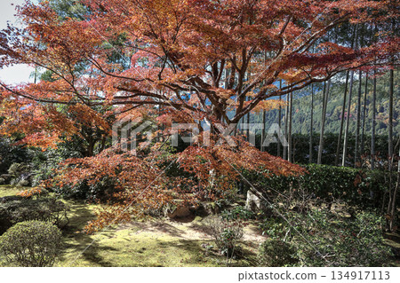 Nov 23 2025 Zen Garden at Hosen in Temple in Autumn 134917113