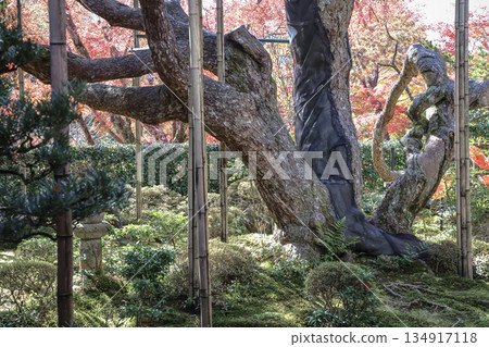 Nov 23 2025 Zen Garden at Hosen in Temple in Autumn 134917118