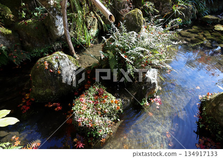 Nov 23 2025 Serene Hosen in Temple Garden in Kyoto Japan Nov 23 2025 Serene Hosen in Temple Garden in Kyoto Japan 134917133