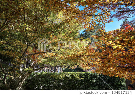 Nov 23 2025 Zen Garden at Hosen in Temple in Autumn Nov 23 2025 Zen Garden at Hosen in Temple in Autumn 134917134