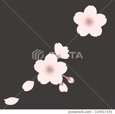 插畫資料：櫻花枝插圖，櫻花，櫻花 134917143