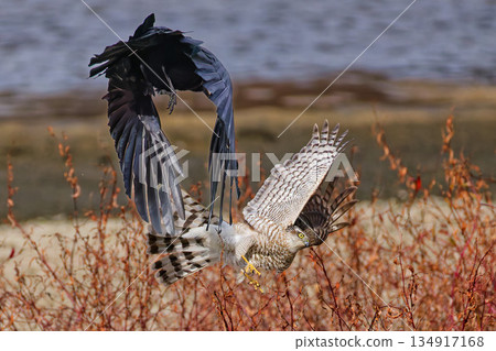 A young sparrowhawk is at a loss after being attacked by a crow A young sparrowhawk is at a loss after being attacked by a crow 134917168