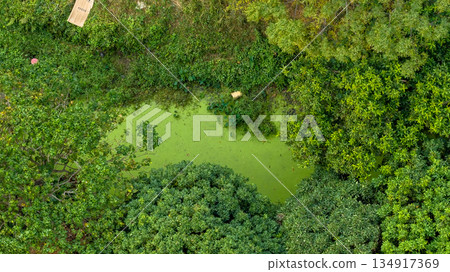 Dec 20 2025 Aerial View of Lush Forest Pond Surrounded by Dense 134917369