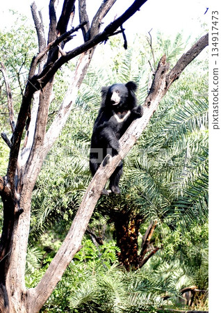 Black Asian Sloth Bear Climbs Up On Tree Black Asian Sloth Bear Climbs Up On Tree 134917473