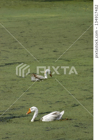 White Swan Bird Swims On Pond Water 134917482