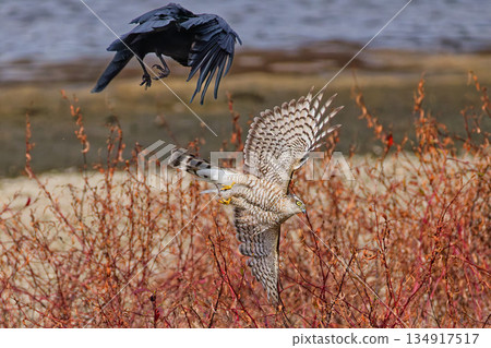 A young sparrowhawk flees after being attacked by a crow 134917517