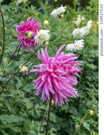 Vibrant Pink Cactus Dahlia Flower Blooming in Autumn Garden 134917520