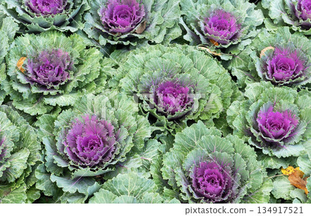 Vibrant Purple and Green Ornamental Cabbage Field in Garden Vibrant Purple and Green Ornamental Cabbage Field in Garden 134917521