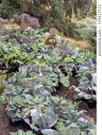 Rows of Potted Ornamental Kale Plants in Autumn Garden Rows of Potted Ornamental Kale Plants in Autumn Garden 134917522