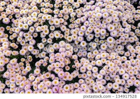 Massive Field of Light Pink Chrysanthemum Flowers in Bloom Massive Field of Light Pink Chrysanthemum Flowers in Bloom 134917528