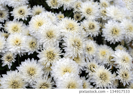 Field of Small White Chrysanthemum Flowers in Full Autumn Bloom Field of Small White Chrysanthemum Flowers in Full Autumn Bloom 134917533