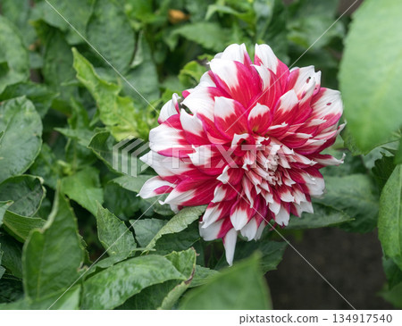 Vibrant Red and White Bicolor Dahlia Flower Blooming in Garden Vibrant Red and White Bicolor Dahlia Flower Blooming in Garden 134917540