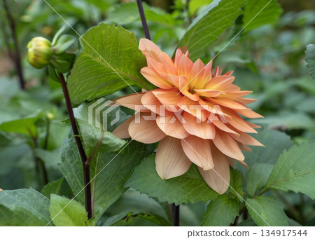 Vibrant Orange Cactus Dahlia Flower Blooming in Autumn Garden Vibrant Orange Cactus Dahlia Flower Blooming in Autumn Garden 134917544