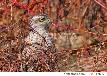 A young sparrowhawk searching for prey in the bushes 134917637