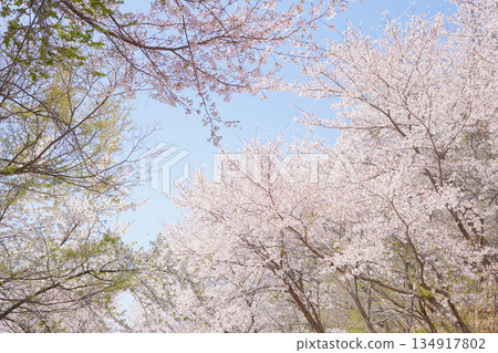 Low Angle View of Cherry Blossoms Against Blue Sky Low Angle View of Cherry Blossoms Against Blue Sky 134917802