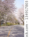 Empty Road with Cherry Blossom Tunnel in Spring 134917803