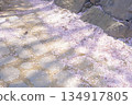 Stone Pathway Covered with Fallen Cherry Blossom Petals 134917805