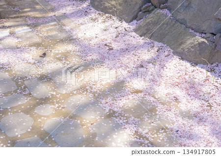 Stone Pathway Covered with Fallen Cherry Blossom Petals Stone Pathway Covered with Fallen Cherry Blossom Petals 134917805