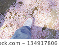 Walking on Cherry Blossom Path Wearing Jeans and White Sneakers 134917806