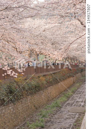 Beautiful Cherry Blossoms at Jinhae Gunhangje Festival Beautiful Cherry Blossoms at Jinhae Gunhangje Festival 134917807