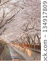 Beautiful Cherry Blossoms at Jinhae Gunhangje Festival 134917809