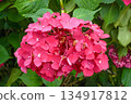 Vibrant Pink Summer Hydrangea Flowers Contrasted with Fresh Green Leaves 134917812