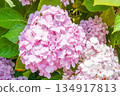 Vibrant Pink Summer Hydrangea Flowers Contrasted with Fresh Green Leaves 134917813