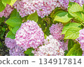 Vibrant Pink Summer Hydrangea Flowers Contrasted with Fresh Green Leaves 134917814