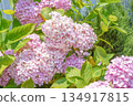 Vibrant Pink Summer Hydrangea Flowers Contrasted with Fresh Green Leaves 134917815