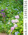 Vibrant Hydrangea Garden with Lush Greenery 134917816