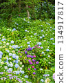 Vibrant Hydrangea Garden with Lush Greenery 134917817