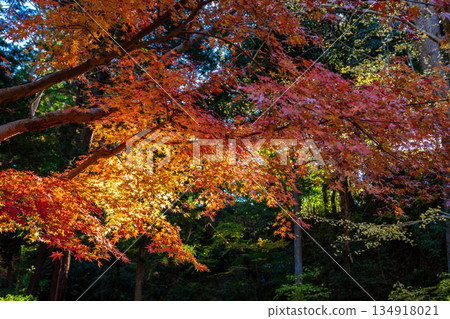 Autumnal maple leaves seen at Engakuji Temple in Kamakura 134918021
