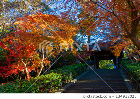 The temple gate covered in colorful autumn leaves at Engakuji Temple in Kamakura in autumn The temple gate covered in colorful autumn leaves at Engakuji Temple in Kamakura in autumn 134918023