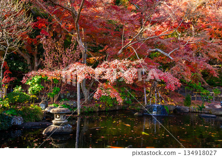 秋天，鎌倉長谷寺的池塘被鮮紅的秋葉裝點得格外美麗。 134918027