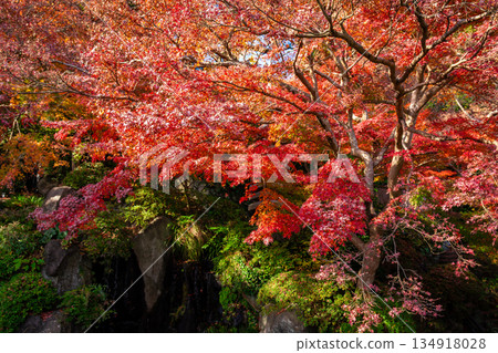 秋季鎌倉長谷寺可見鮮紅的楓葉 134918028