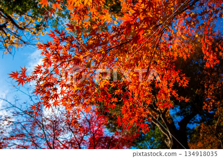 Autumn maple leaves shining against the blue sky at Hasedera Temple in Kamakura Autumn maple leaves shining against the blue sky at Hasedera Temple in Kamakura 134918035