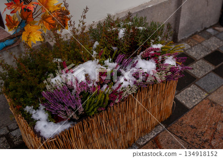 Flowers and snow mix on a winter afternoon in a garden planter 134918152
