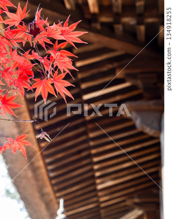 Brightly colored autumn leaves shining on a clear autumn day Brightly colored autumn leaves shining on a clear autumn day 134918255