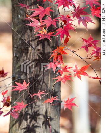 色彩鮮豔的秋葉在陽光明媚的秋日閃閃發光 134918269